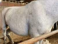 Jument, Chevaux — photo 1
