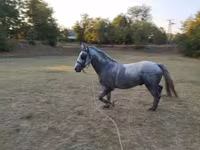Pastuv, Lipizzaner — fotografija 1