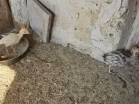 Guinea fowl — zdjęcie 3