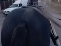 घोड़ी, घोड़े — फ़ोटो 2