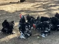 Pekin Bantam — zdjęcie 2