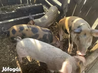 Pigs (batch, sex not specified), Дюрок — photo 4