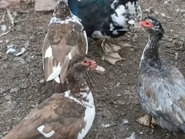 Guinea fowl