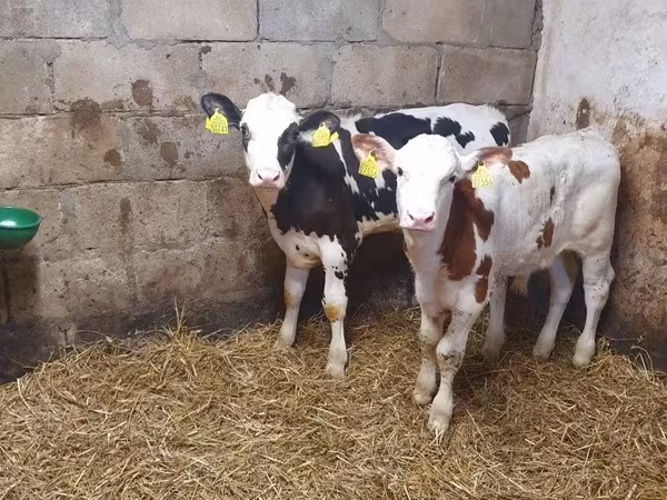雄牛, Simmental cattle