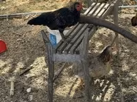 Chickens — 写真 3