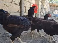 Chickens — fotografija 2