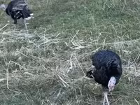 Turkeys — Foto 3
