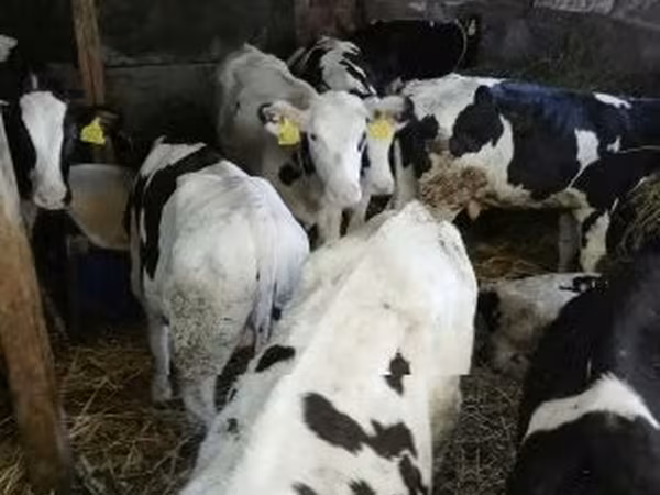 Toro, Russian Black pied cattle
