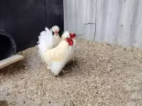 Chickens — photo 1