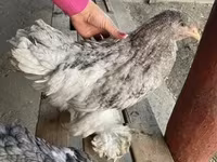 Brahma — foto 2