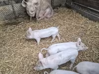 母猪, Pigs — 照片 2