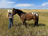 Pastuv, Horses of Sable Island — fotografija 5