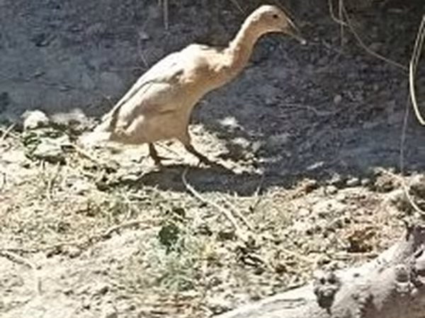 Indian Runner — Hungria