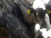 牛只（批次，未指定性别）, Cattle — 照片 5