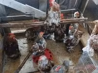 Chickens — zdjęcie 2