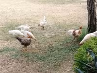 Chickens — Foto 1