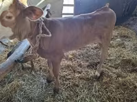 Vache, Bovins — photo 1