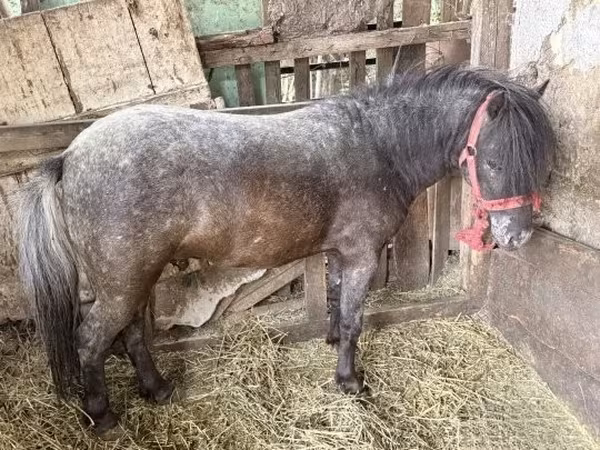 Koń, Konie — Węgry