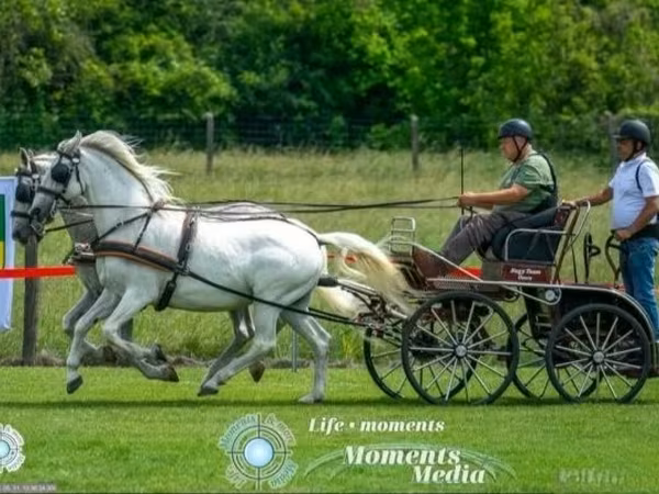 雌馬, Lipizzaner