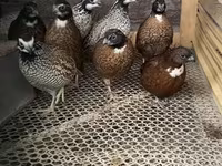 Guinea fowl — fotografija 2