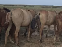 Kobila, Mugalzhar horse — fotografija 4
