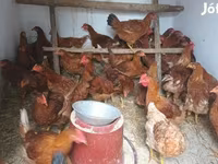 Chickens — Foto 1