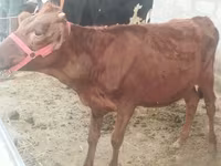 Sigir, Red Estonian cattle — 3-rasm