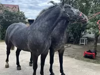 公马, Horses — 照片 1