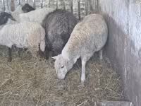 Қой, Ile-de-France sheep — 6-сурет