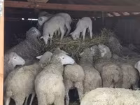 公羊, Merinoland sheep — 照片 3