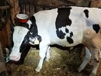 公牛, Holstein breed — 照片 2