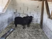 母山羊, Goats — 照片 2