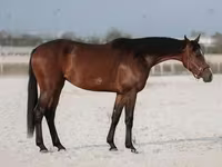Kobila, Manipuri pony — fotografija 2