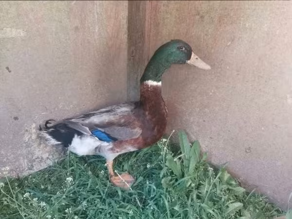 Ducks — Vengriya