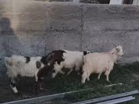 Koza, Nubian Goat — fotografija 3