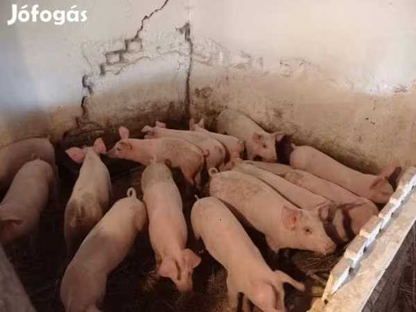 Свиноматка, Свині — Угорщина