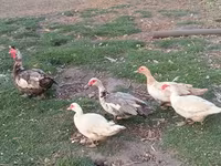 Ducks — Foto 2