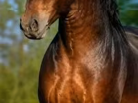 Cavalo, Hungarian horse breed — foto 2