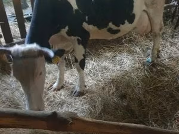 母牛, Russian Black pied cattle