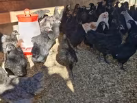 Australorp — foto 1