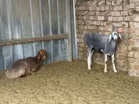 Schaf, Arashan sheep — Foto 1