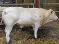 Bik, Blonde d’Aquitane cattle — fotografija 5