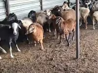 Ovan, Adal sheep — fotografija 3