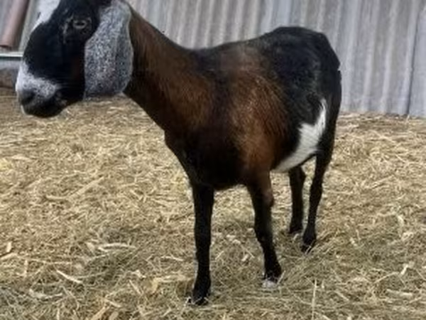 雄ヤギ, Alpine goat