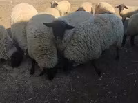 公羊, White Suffolk sheep — 照片 3