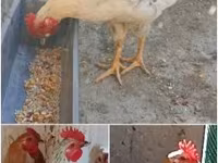 Chickens — Foto 3
