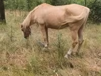 母马, Horses — 照片 1