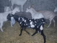 Billy Goat, Beetal goats — photo 6