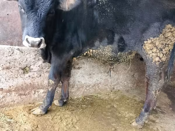 Byk, Russian Black pied cattle