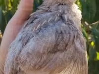 Quails — Foto 6